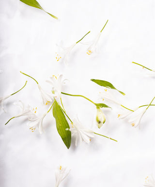 Laboratorio Olfattivo Arancio in Fiore 100 ml N05230