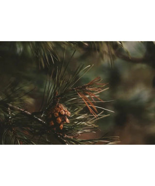 Naseem Lost in the Woods 75 ml N02000