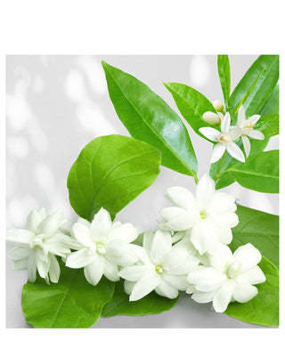 J-Scent Aurantium Jasmine 50 ml N01261