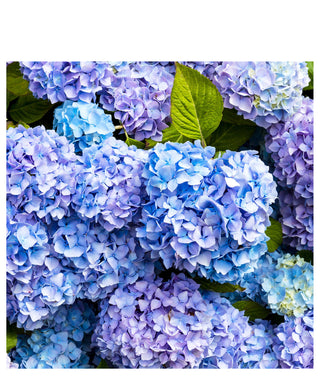 J-Scent Hydrangea 50 ml N01268