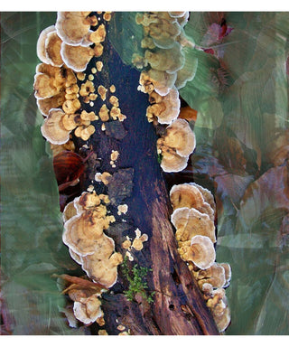 Byredo Oud Immortel 50 ml N00453