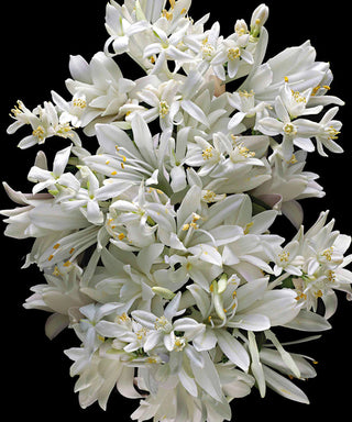 Kilian Good Girl Gone Bad Extreme 100 ml Refill N01430