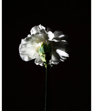 BDK Parfums Pas Ce Soir 100 ml N05650