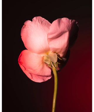 BDK Parfums Tabac Rose 100 ml N05657