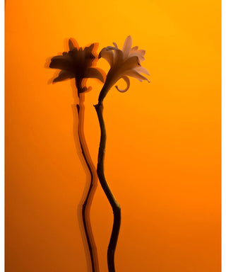 BDK Parfums Tubereuse Imperial 100 ml N05658