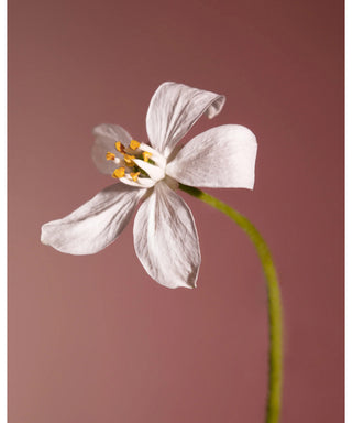 BDK Parfums Velvet Tonka 100 ml N05661