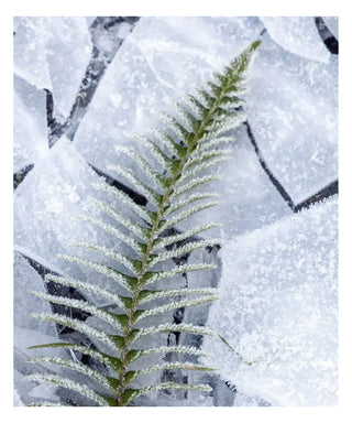 Maison Crivelli Absinthe Boréale 100 ml N05700