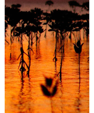 Maison Crivelli Oud Maracujia 50 ml N05710