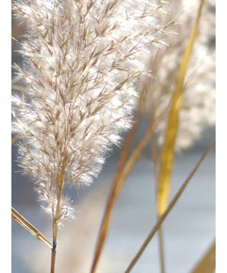 Maison Crivelli Papyrus Moléculaire 100 ml N05711