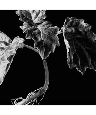 Maison Crivelli Patchouli Magnetik 50 ml N05712-01