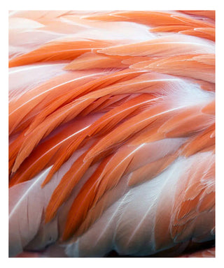 Maison Crivelli Rose Saltifolia 100 ml N05713