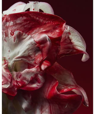 D'Orsay Holy Berry 50 ml N06126