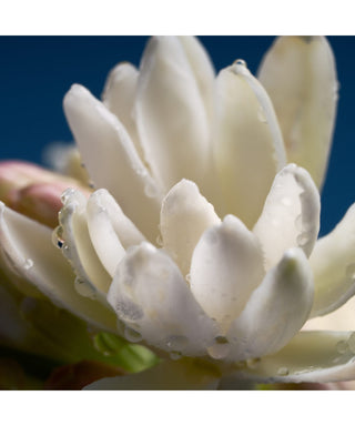 Maison Crivelli Tubereuse Astrale N06185_amb