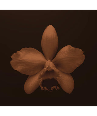 BDK Parfums Vanille Caviar 100 ml N06186-01-amb