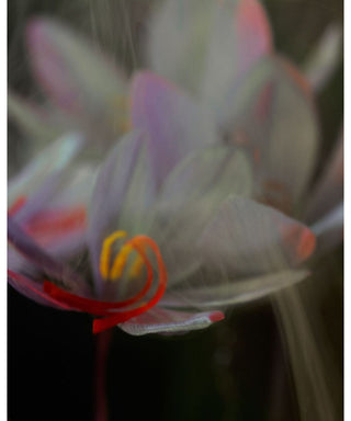 Maison Crivelli Safran Secret N06188_amb1