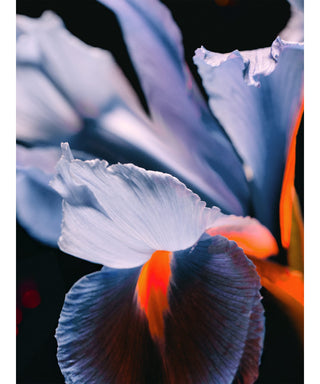 Goldfield & Banks Tales of Amber N06212_AMB1