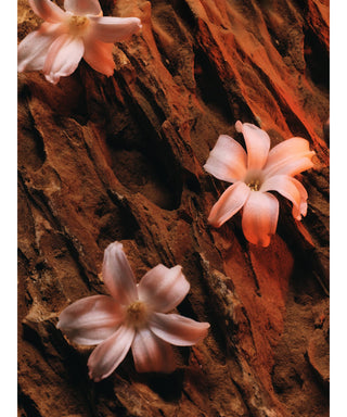 Goldfield & Banks Tales of Amber N06212_AMB3