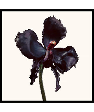 Tom Ford Black Orchid Reserve 50 ml N06326-01-amb