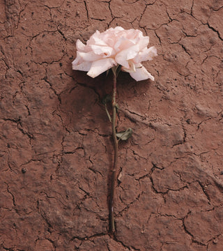 Goldfield Rose Magnitude 100 ml N06395-01-amb